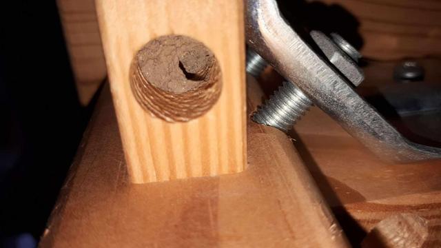 prawie skończone stanowisko dla potomstwa (dziura w stole zaklejona błotkiem z niewielką przestrzenią wlotową. Chwilowo bez pszczoły, bo poleciała po materiał do wykończeń