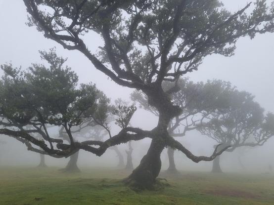 Fanal-bos: de heksenboom