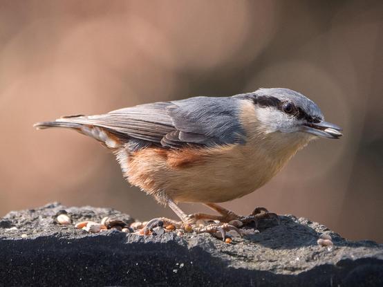 Ein Kleiber sitzt auf einem rauen Stein und hat einen Sonnenblumenkern im Schnabel
A nuthatch sits on a rough stone with a sunflower seed in its beak
