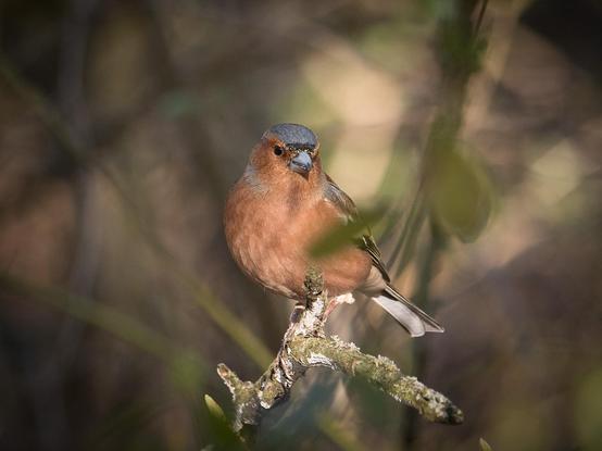 Ein Buchfink sitzt auf einem Ast und genießt die durch das Geäst fallende Sonne, dabei blickt er mit seitlich gedrehtem Kopf richtung Kamera
A chaffinch sits on a branch and enjoys the sun shining through the branches, looking towards the camera with its head turned sideways