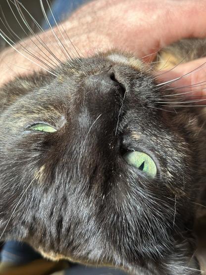 the face of Doris, a tortoiseshell cat with green eyes, who is resting on the arm of a human. 