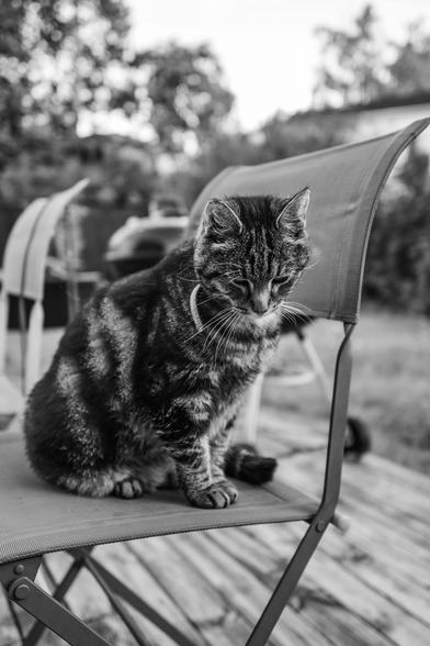 Very cute tabby cat sitting on a garden chair with blurry trees in the background.