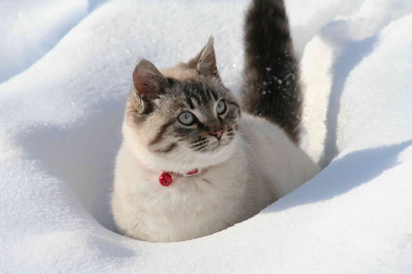A cat sitting in the snow with the tail up.