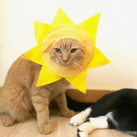 Ginger tabby wearing a yellow sun costume around his face