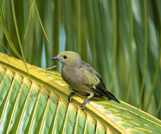  small, yellow-green bird perched delicately on a palm frond. The bird is positioned in the lower portion of the frame, creating a balanced composition where the subject is highlighted against a naturally blurred background. 