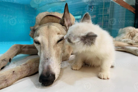 Himalayan kitten kissing a greyhound 