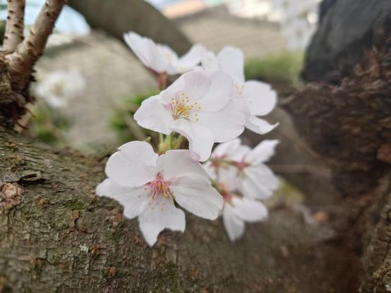Cherry blossoms on the tree bark