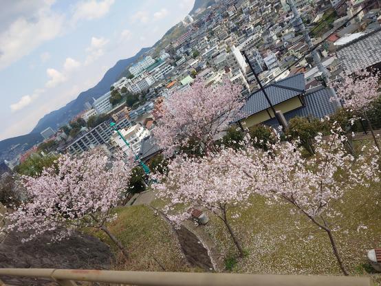 Pink cherry blossoms and view on the city in the back