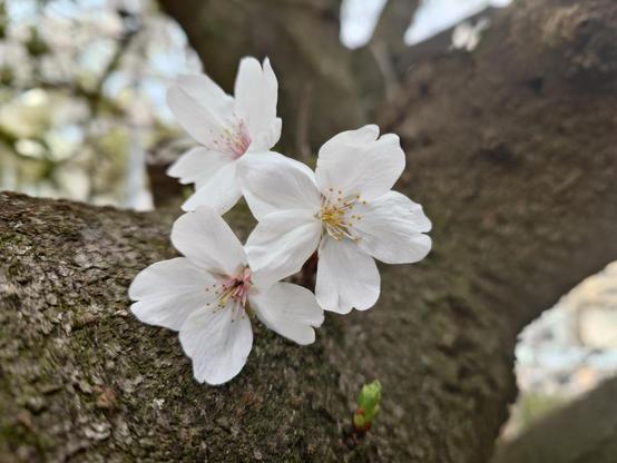 Cherry blossoms on the tree bark