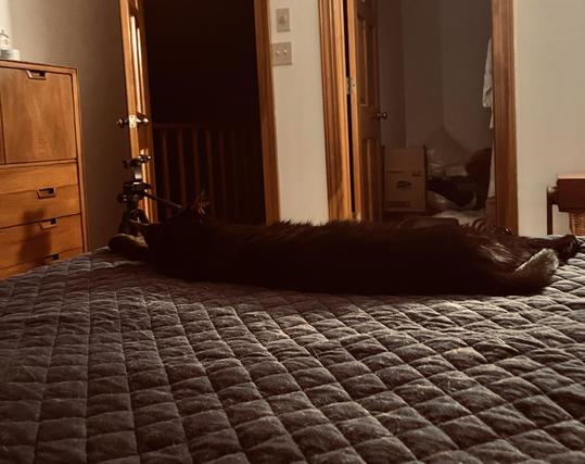 a long black cat stretches across the foot of a bed on top of a dark bed covering