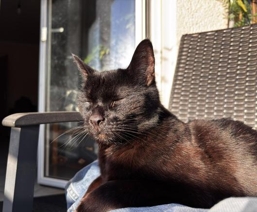 Motiv:
Eine schwarze Katze liegt auf einem Schoß im Sonnenlicht. Sie hat die Augen geschlossen und wirkt entspannt. Die Katze befindet sich auf einem Balkon oder einer Terrasse vor einer geöffneten Glastür.

Stimmung & Wirkung:
Das Bild vermittelt Ruhe und Geborgenheit. Die geschlossenen Augen der Katze und die warme Lichtstimmung erzeugen einen Moment der Zufriedenheit.

Technische Details:
Farbe: Natürliche Farbtöne. Dunkles Fell mit rötlichem Schimmer im Sonnenlicht, warme Lichtreflexe, neutrale Umgebung.
Schärfentiefe: Geringe Schärfentiefe mit Fokus auf dem Gesicht und Vorderkörper der Katze. Hintergrund ist leicht unscharf.
Lichtverhältnisse: Direktes Sonnenlicht mit harten Schatten. Licht kommt von schräg vorne und erzeugt klare Glanzlichter auf dem Fell.