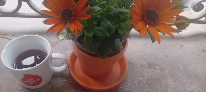 Une tasse de café ou il y a écrit: wake up the world is burning et une plante, sur un espèce de balcon parisien