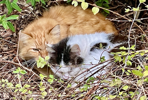 Un chat roux veille sur le chat noir et blanc lové contre son flanc dans les feuilles sèches 