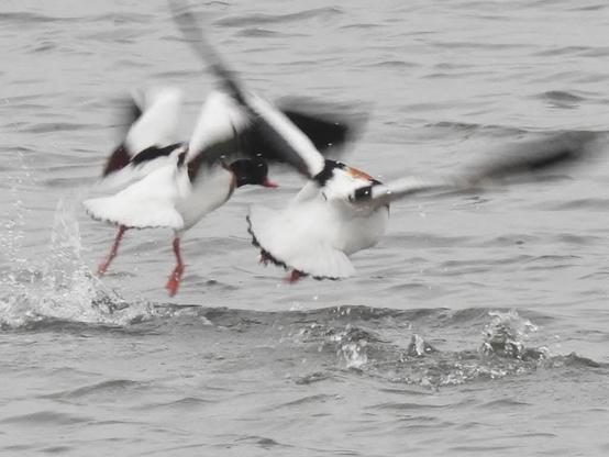 Shelduck pairing involves drama such is the urge to breed...