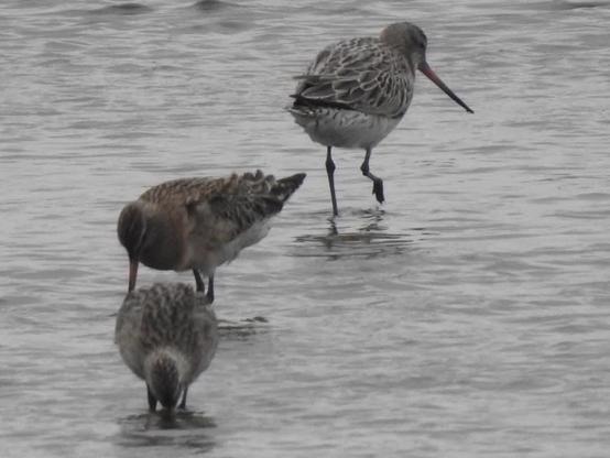 Godwits foraging at low tide, Virkie.
