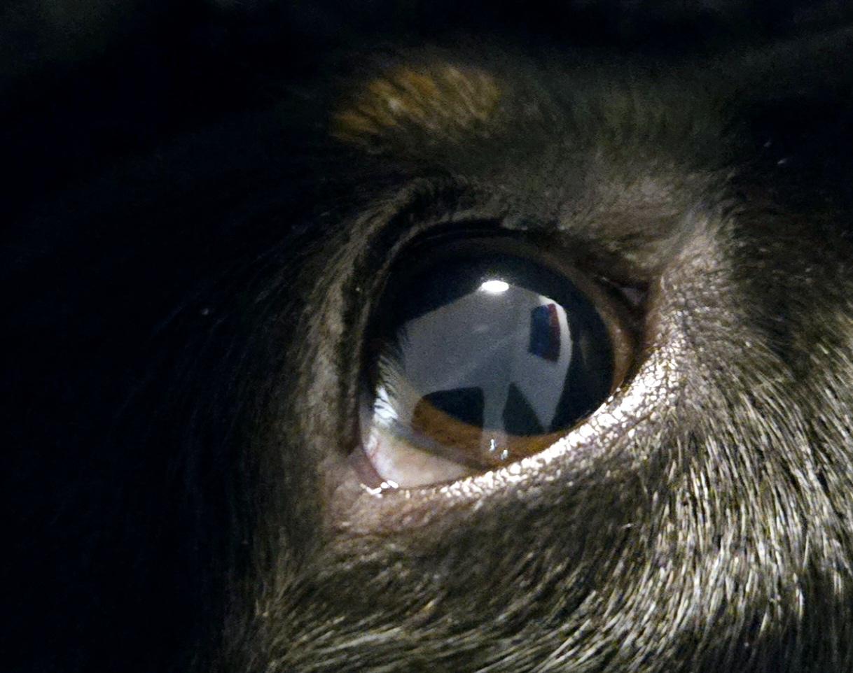 On dit que l'on peut voir le reflet de l'âme à travers les yeux de quelqu'un..... Moi croyez le ou non je peux voir celle de mon fidèle compagnon à travers les siens. On dit que l'on peut voir le reflet de l'âme à travers les yeux de quelqu'un..... Moi croyez le ou non je peux voir celle de mon fidèle compagnon à travers les siens.