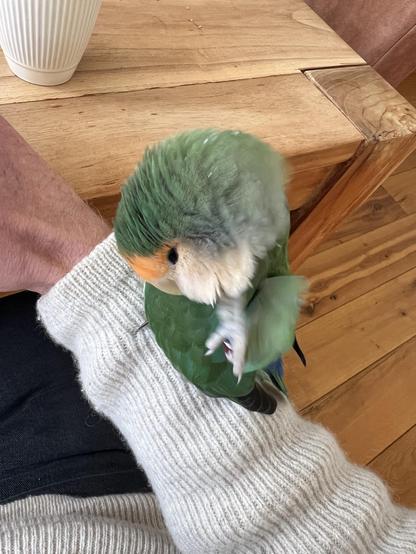 A green parrot is perched on a person's arm, surrounded by a cozy, wooden table setting. The person is wearing a light knit sweater. A white ceramic cup is visible in the background.