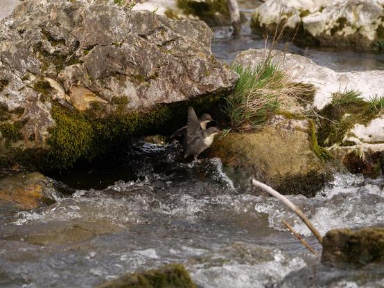 Zwei Wasseramsel-Junge springen aus einem schäumenden Bach auf einen Stein
Two dipper chicks jump from a foaming stream onto a stone