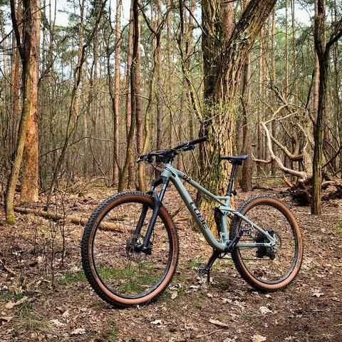 Ein Mountainbike steht vor einigen Bäumen im Wald 