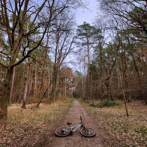 Blick entlang eines Waldweges, im Vordergrund liegt ein Fahrrad 