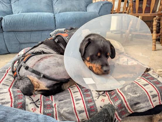 My Dog Huck home from hip surgery