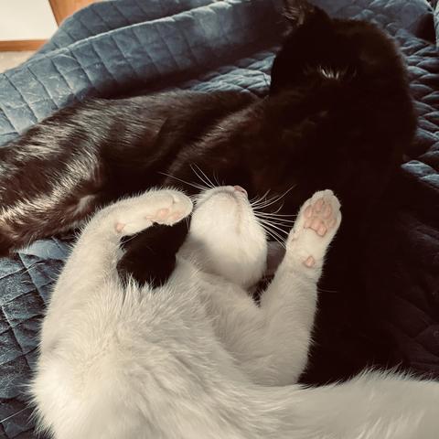 a black cat holds his paw on the chest of a white cat who is sleeping on her back with p[aws in the air