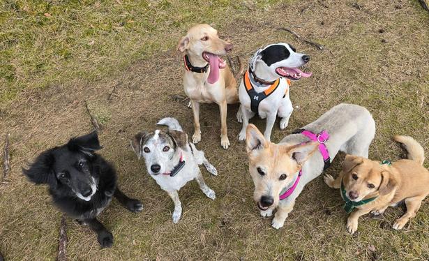 Gruppenfoto von sechs Hunden, fotografiert von oben.