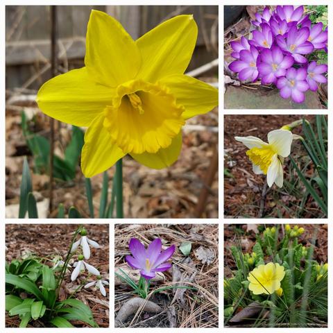 Collage of 6 blooms big butter yellow daffodils, bunch of small purple crocus low to ground, primula in yellow just emerging
Single purple crocus, the last of the small white snow drops