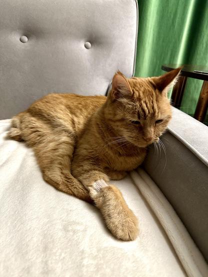 Loki, an orange tabby cat, lounging on a cream blanket on a grey sofa. His right front paw is extended, showing a shaved strip of fur that makes it look like he’s wearing a fuzzy orange oven mitt. Unfortunately, no delicious cookies were baked in the creation of this photo. 