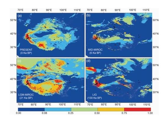 Potential distributions as probability of occurrence for Syntrichia caninervis in China based on MIROC modelling.