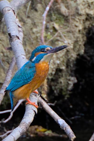 Male kingfisher (Alcedo atthis) perched on a branch in front of the clay mound in which there are likely one or more nests.