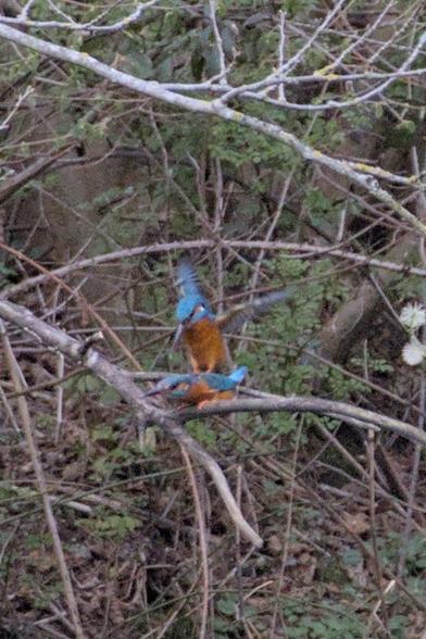 Pair of kingfishers (Alcedo atthis) mating, seen from a little distance away so the photo isn't very sharp. The female is pressed down onto the branch while the male has mounted her back.