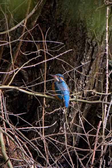 Female kingfisher (Alcedo atthis) perched between some branches on the waterside. 