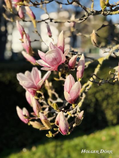 Ein Zweig einer blühenden Magnolie vor unscharfem Hintergrund. Die zartrosa Blüten stehen in verschiedenen Stadien der Entfaltung - einige sind geöffnet, andere noch fest verschlossen. Das warme Sonnenlicht bringt die Blüten zum Leuchten, während der Hintergrund mit weichem Bokeh verschwimmt. Die Szene wirkt hoffnungsvoll, still und erwartungsvoll - als würde der Frühling tief durchatmen, bevor er sich ganz entfaltet.