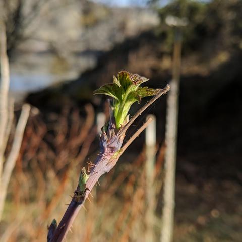 A photo showing new leaves growing out of the tip of a raspberry cane that didn't get pruned by the human. The cluster of leaves is light green with red tips. The cane is a dark red sorta.