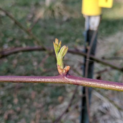 A photo showing new leaves growing out of the side of a blackberry cane. The cluster of leaves is light green and the tips are slightly reddish. The cane is reddish green. There is a steel t-post with a yellow plastic topper in the background and other blackberry canes.