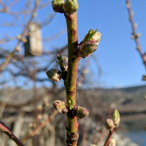 A photo showing new buds growing on a peach tree. They are a bit fuzzy with bits of green, red, and white. The bark is last years growth and is green and reddish. There is grapevines, a birdhouse, blue sky, more peach branches, a rock, a distant hill, and water in the background but out of focus.