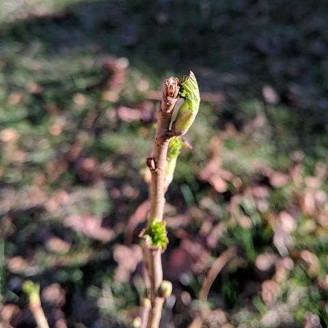 A photo showing new leaves and growth on a black currant. The leaves are light green with a bit of red on the tips/edges.