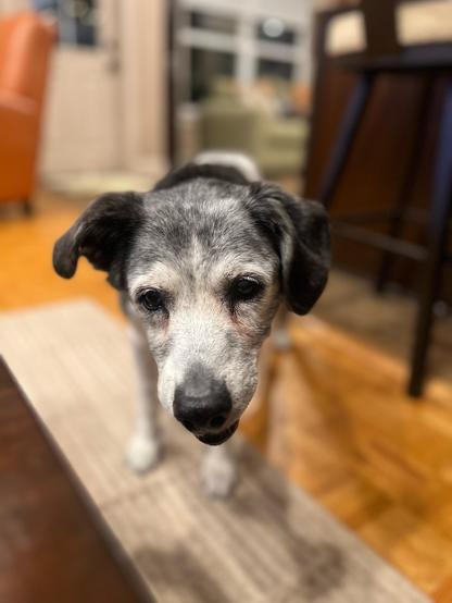 Best rescue dog in the world. Jozy. Asking for pasta. 