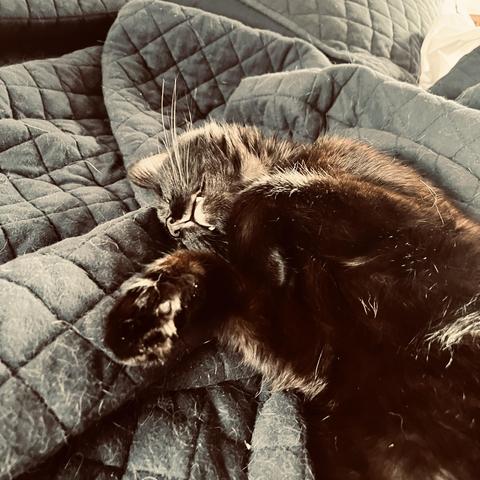 adorable black cat sleeps on a blanket
