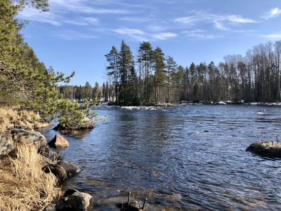 A wide river with clear water flows through pine forests. There is an island in the middle of the stream. The sky is clear blue.