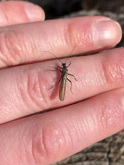 A black adult stone fly on my finger. 