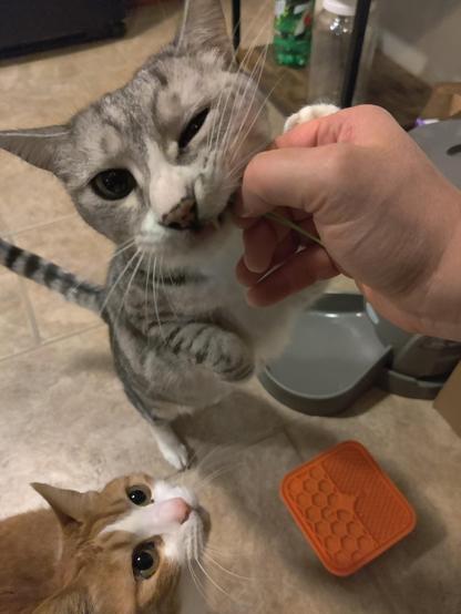 Two cats one human hand. They cat is eating grass carefully but ferociously out of the human hand. While the orange cat watched with envy. But his turn is next, so don't worry. 