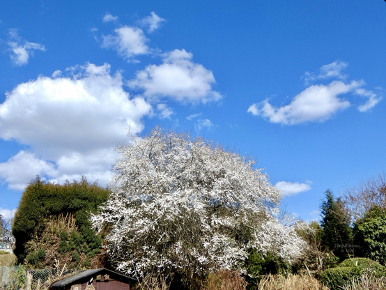 Das Bild zeigt einen großen Mirabellen-Baum, der vollständig mit weißen Blüten bedeckt ist. Der Baum steht vor einem blauen Himmel mit einigen weißen Wolken. Der Hintergrund besteht aus etwas niedrigerer Vegetation. Der Kontrast zwischen den weißen Blüten und dem blauen Himmel ist auffällig. Das Bild wirkt ruhig und friedlich. 