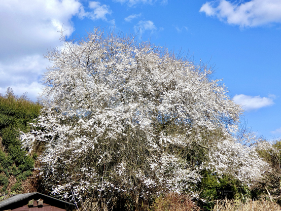 Das Bild zeigt einen großen Mirabellen-Baum, der vollständig mit weißen Blüten bedeckt ist. Der Baum steht vor einem blauen Himmel mit einigen weißen Wolken. Der Hintergrund besteht aus etwas niedrigerer Vegetation. Der Kontrast zwischen den weißen Blüten und dem blauen Himmel ist auffällig. Das Bild wirkt ruhig und friedlich. 