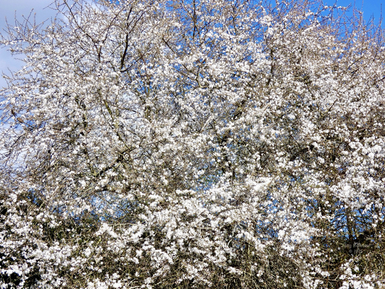 Das Bild zeigt einen großen Mirabellen-Baum, der vollständig mit weißen Blüten bedeckt ist. Der Baum steht vor einem blauen Himmel mit einigen weißen Wolken. Der Hintergrund besteht aus etwas niedrigerer Vegetation. Der Kontrast zwischen den weißen Blüten und dem blauen Himmel ist auffällig. Das Bild wirkt ruhig und friedlich.