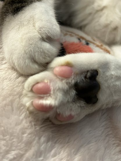 Toe beans!!  (Cat paw)