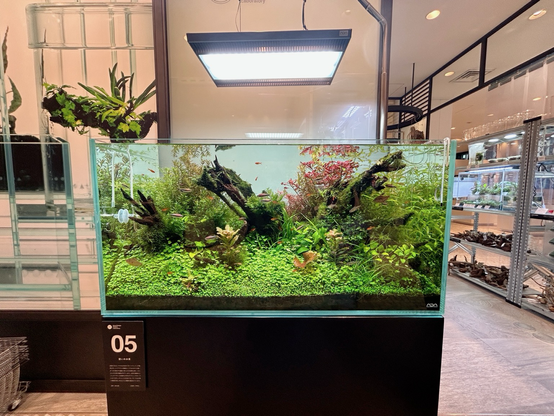 A freshwater plant aquarium display in the ADA store located in Ginza, Tokyo, Japan.