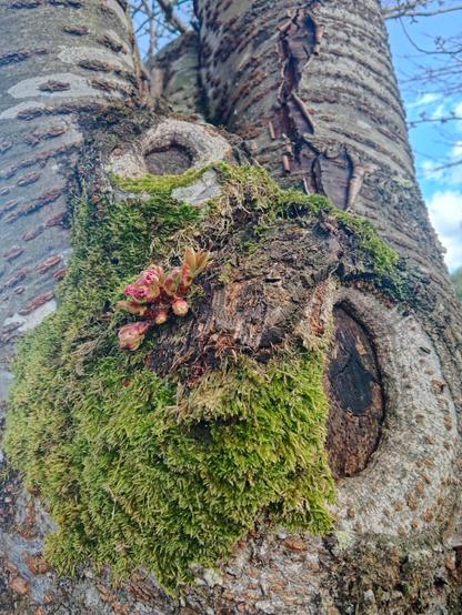 Écorce moussue d'un arbre au début du printemps, voyant apparaître, à proximité de ses anciennes"cicatrices" de coupe de branches, de beaux bourgeons de futures feuilles et fleurs, roses et verts tendre. Regain de vie.