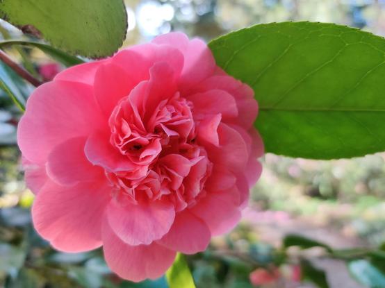 A gorgeous pink Camelia.